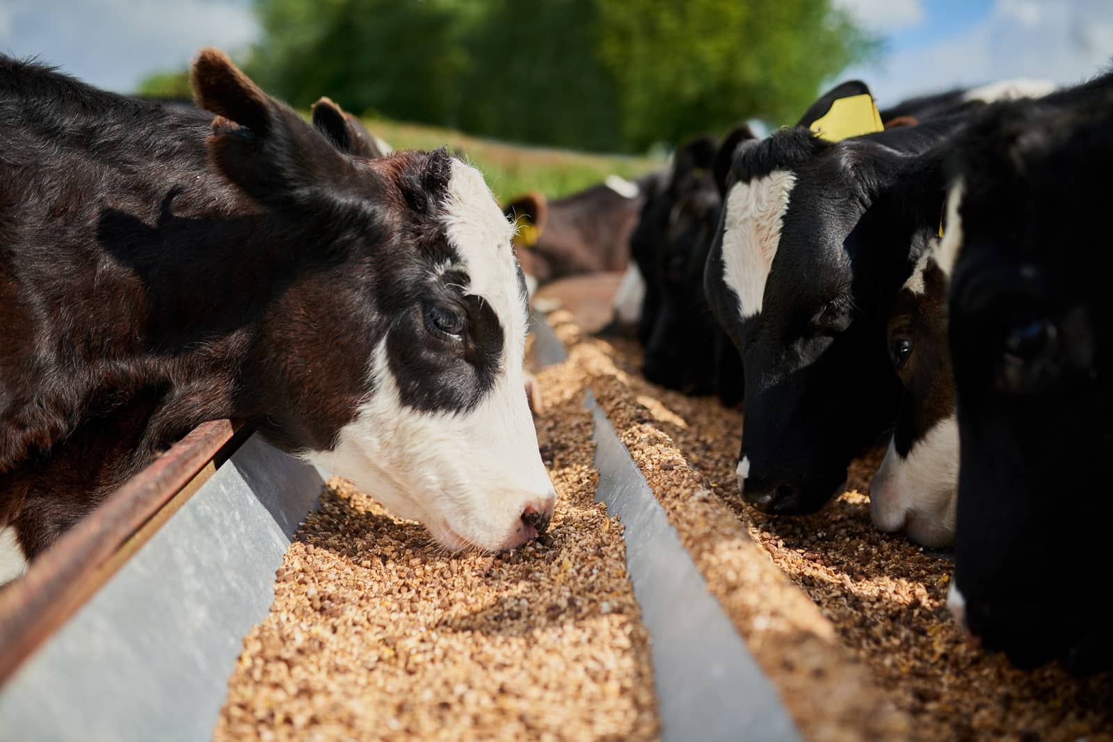 cattle farm