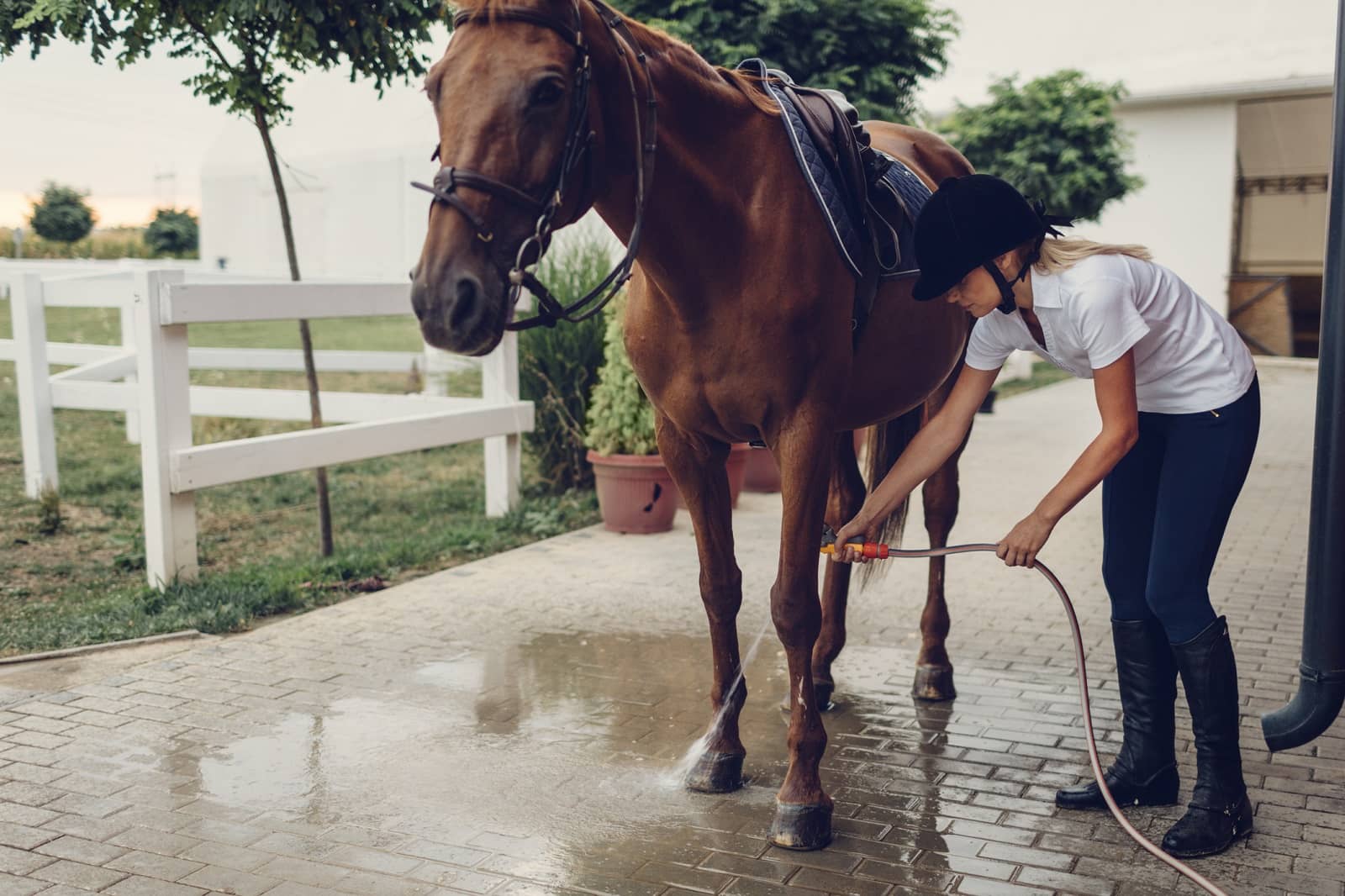 Girl combing horse
