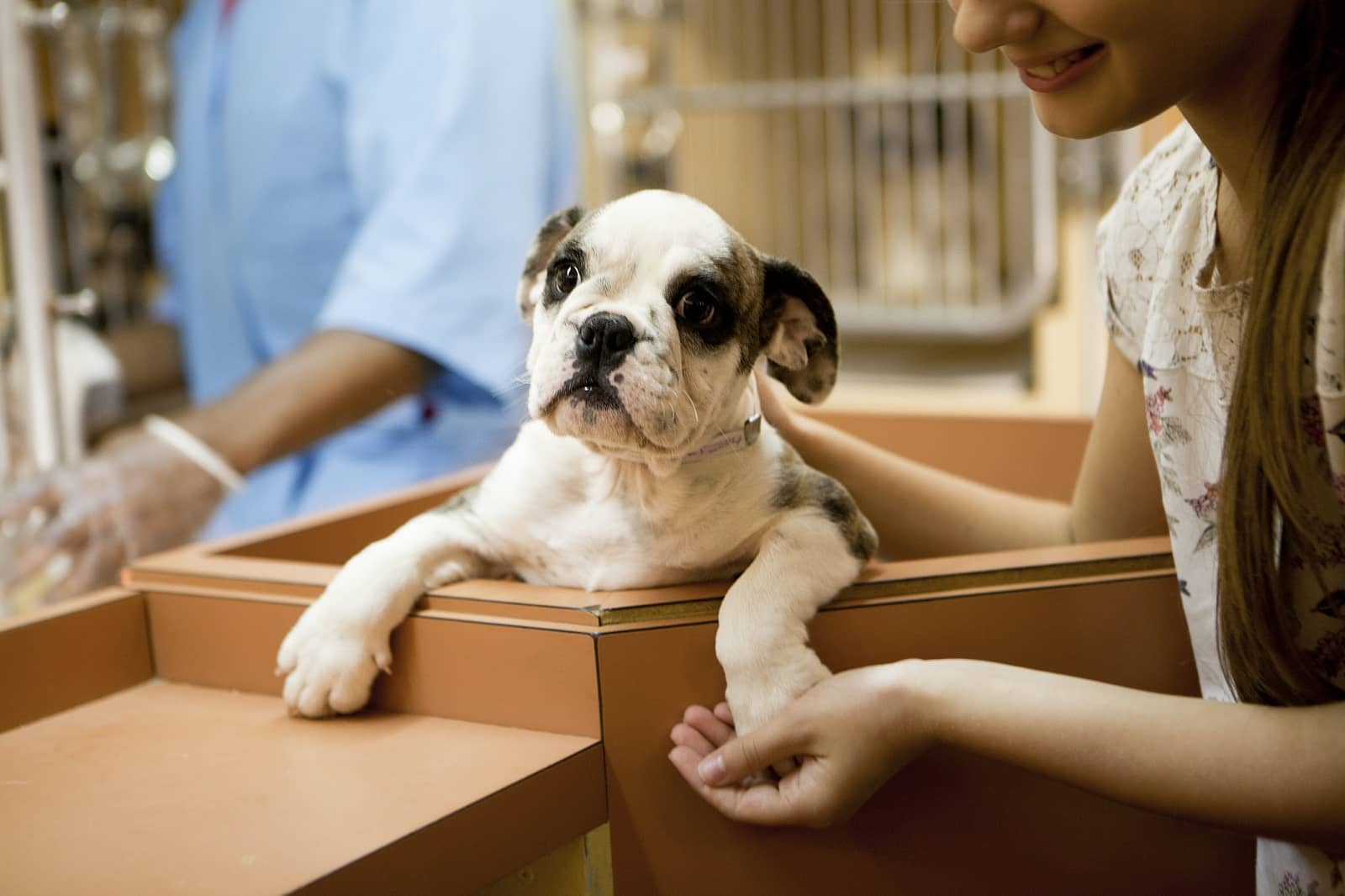 dog adoption