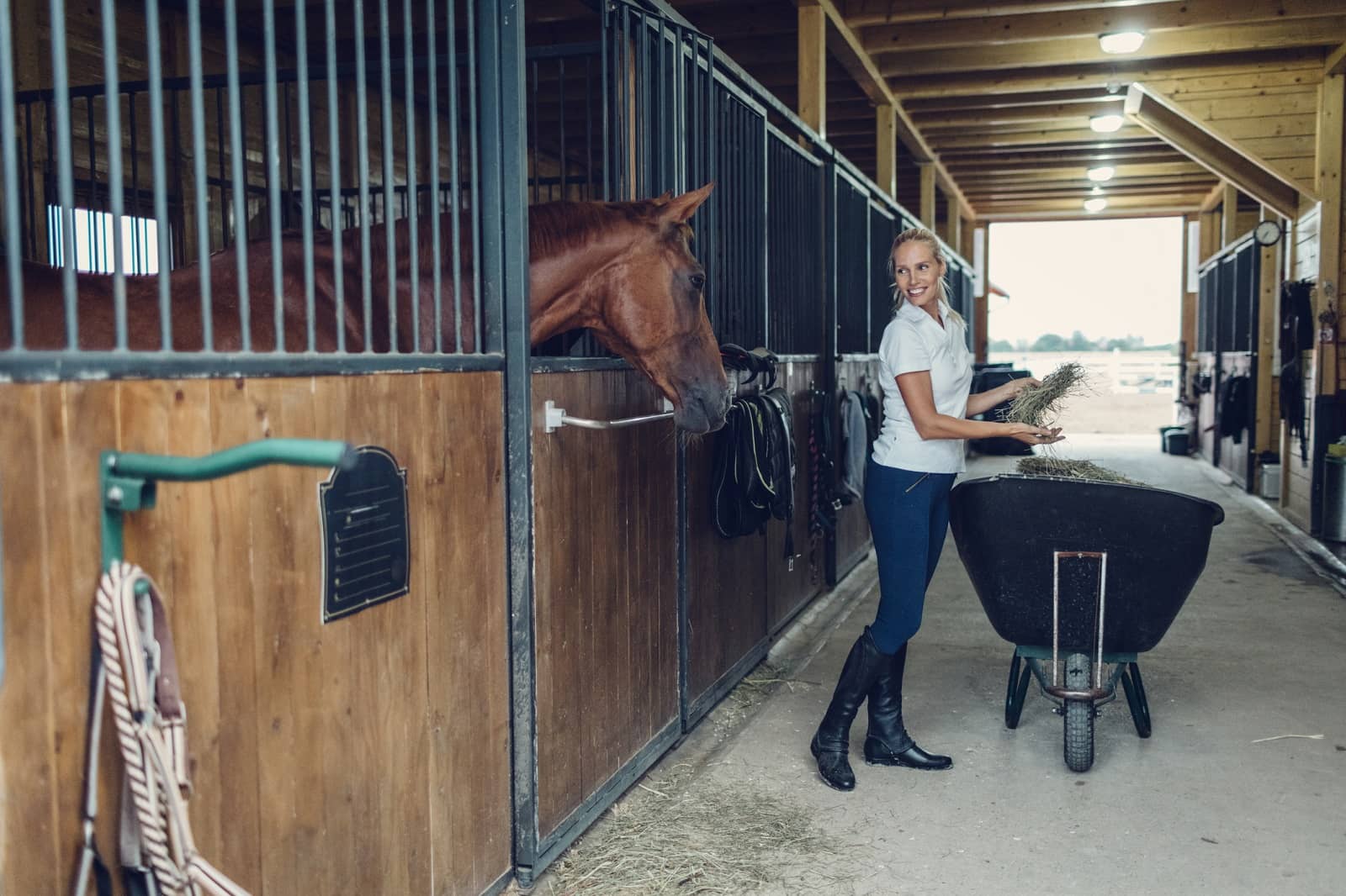horse