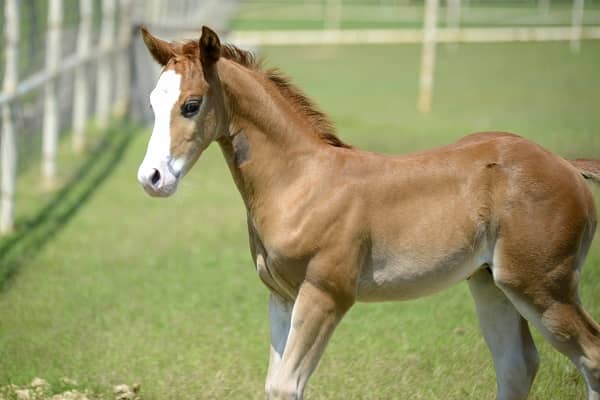 Horse