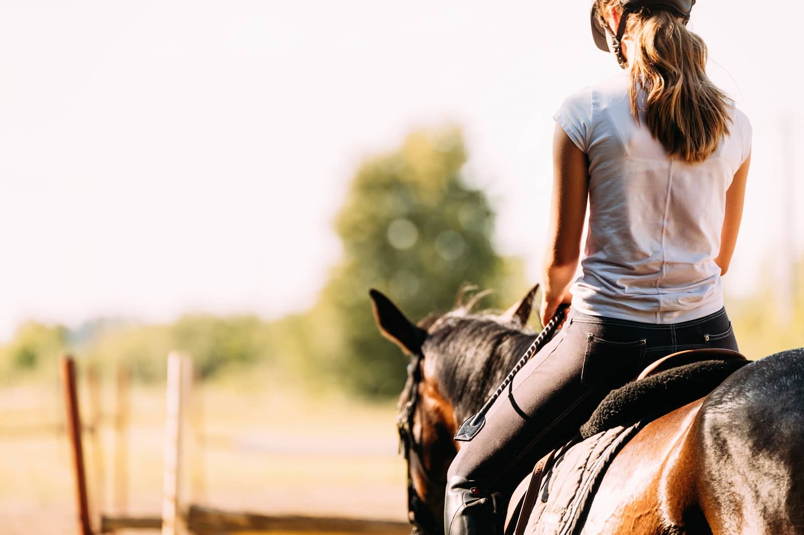 horse