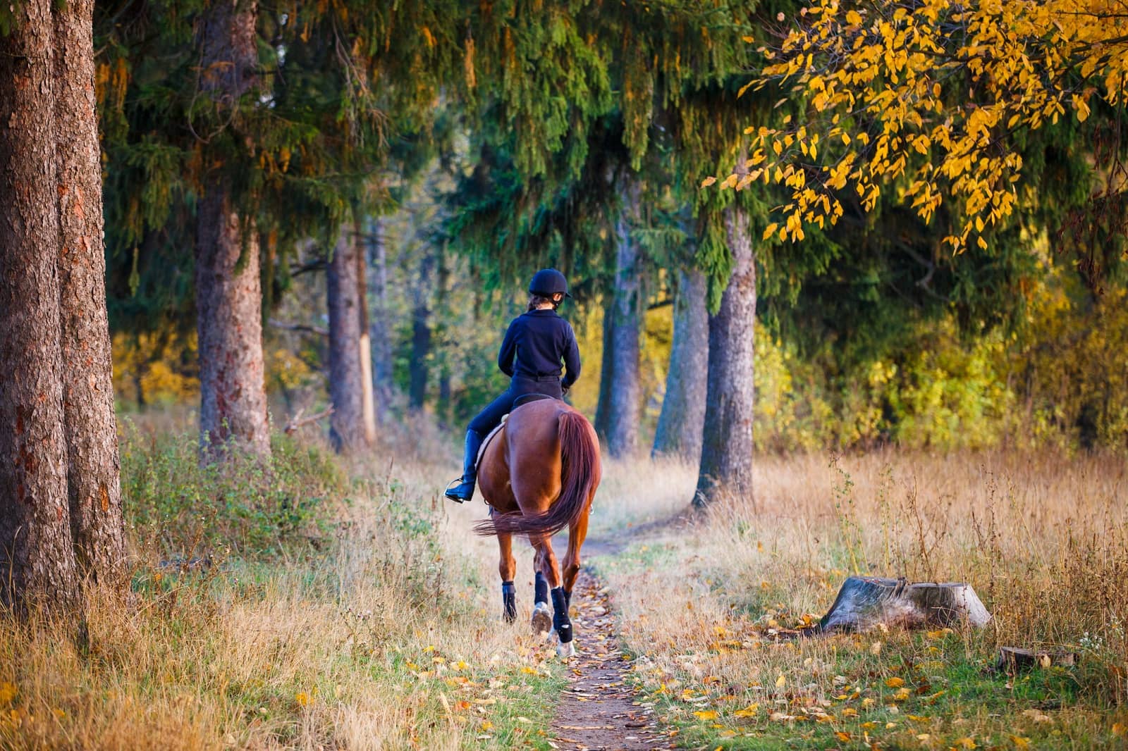horse