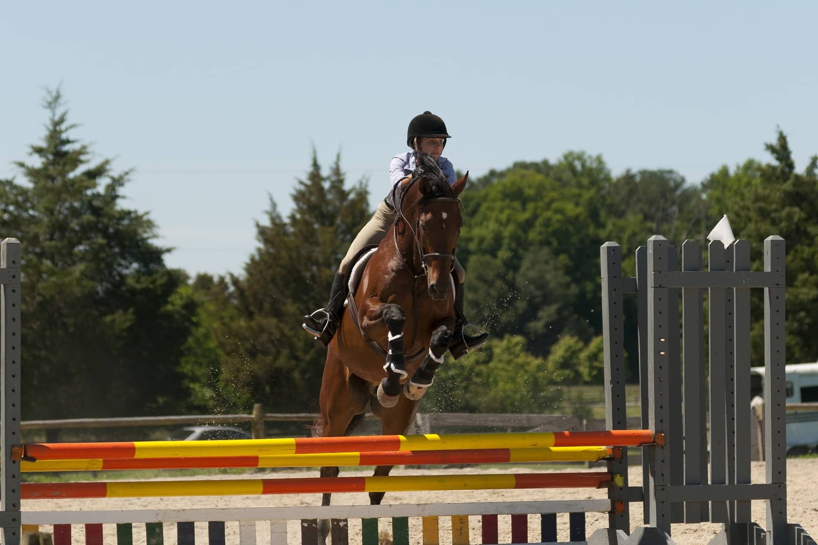 horse