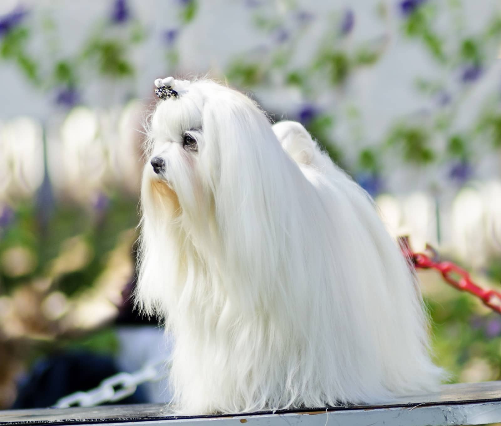 show dog