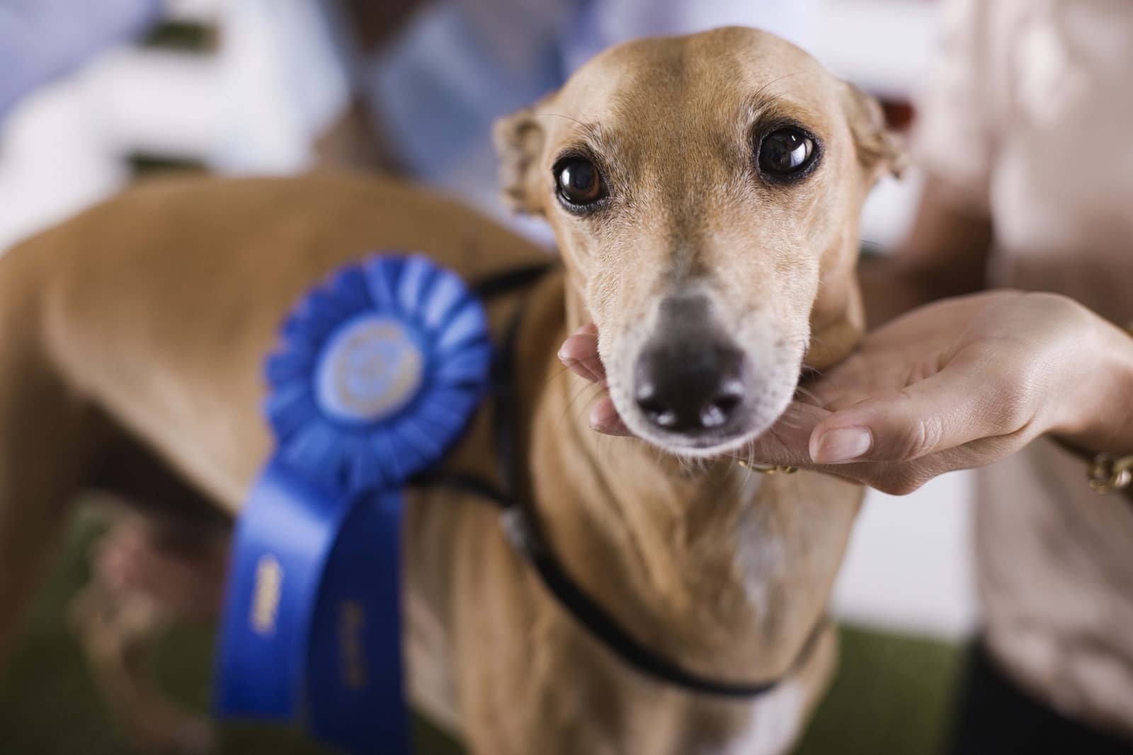 show dog