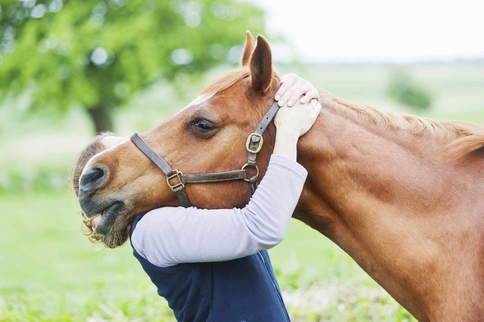 Woman hugging horse