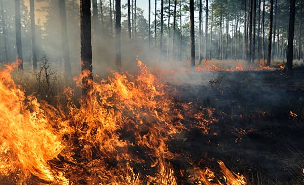 Wild fire