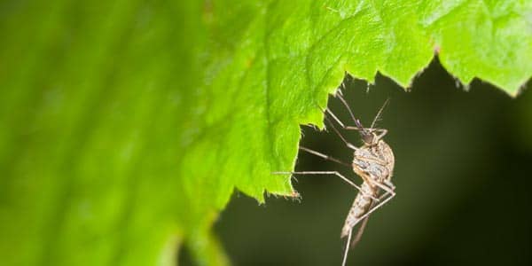 Close up of a mosquito