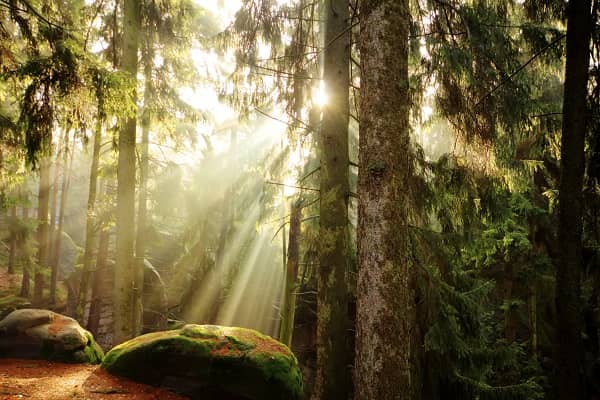 forest with sunbeams